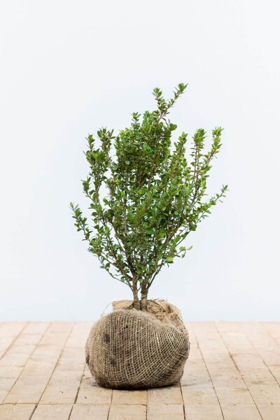 Ilex crenata 'Caroline Upright' 30-40 cm Ilex crenata 'Caroline Upright' 30-40 cm