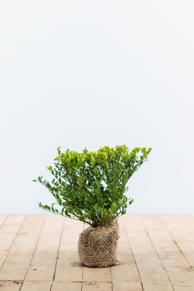 Japanische Stechpalme / Ilex Crenata Dark Green