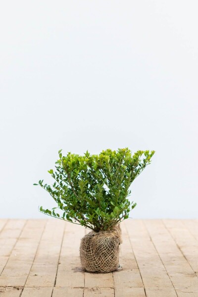 Japanse Hulst / Ilex Crenata Dark Green 20-30 cm Japanse Hulst / Ilex Crenata Dark Green 20-30 cm