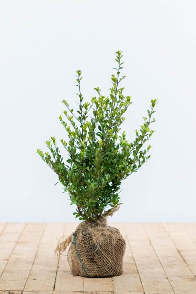 Japanische Stechpalme / Ilex Crenata Dark Green