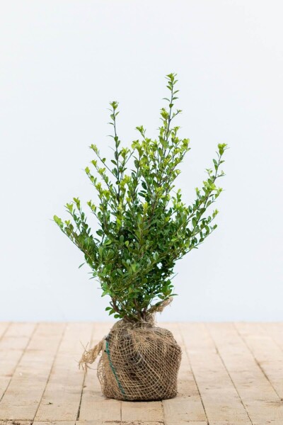 Ilex crenata 'Dark Green' 30-40 cm Ilex crenata 'Dark Green' 30-40 cm