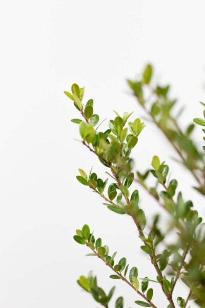 Ilex crenata 'Dark Green' 30-40 cm - Kruka