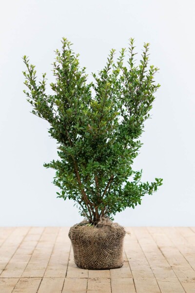Ilex crenata 'Dark Green' 40-60 cm Ilex crenata 'Dark Green' 40-60 cm