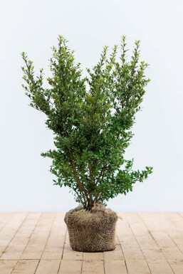 Japanische Stechpalme / Ilex Crenata Dark Green