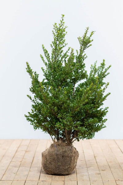 Ilex crenata 'Dark Green' 60-80 cm Ilex crenata 'Dark Green' 60-80 cm