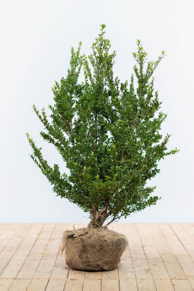 Ilex crenata 'Dark Green' 80-100 cm Ilex crenata 'Dark Green' 80-100 cm