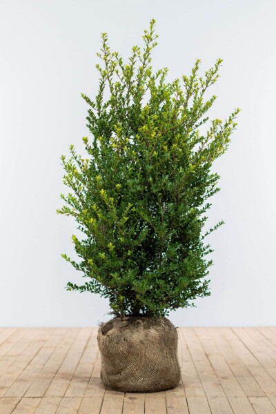 Ilex crenata 'Dark Green' 100-125 cm Ilex crenata 'Dark Green' 100-125 cm