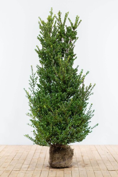 Ilex crenata 'Dark Green' 125-150 cm Ilex crenata 'Dark Green' 125-150 cm