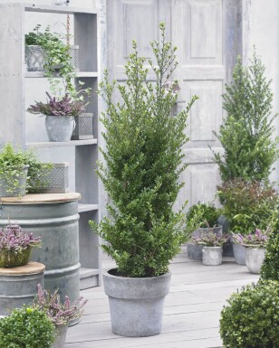 Japanische Stechpalme / Ilex Crenata Dark Green