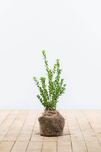 Ilex crenata 'Green Hedge' 15-20 cm Ilex crenata 'Green Hedge' 15-20 cm