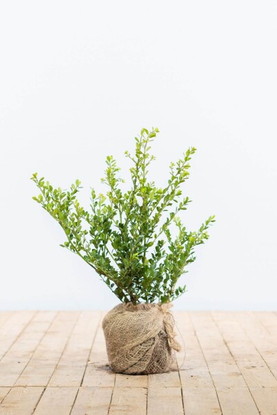 Ilex crenata 'Green Hedge' 30-40 cm Ilex crenata 'Green Hedge' 30-40 cm