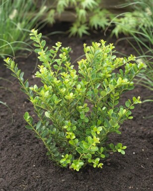 Japanische Stechpalme / Ilex Crenata Green Hedge