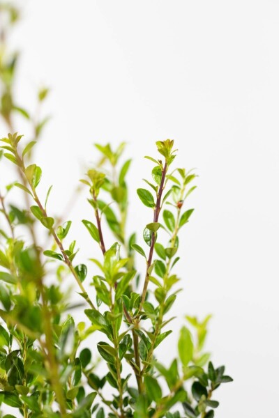 Ilex maximowicziana 'Kanehirae' 30-40 cm - Kruka