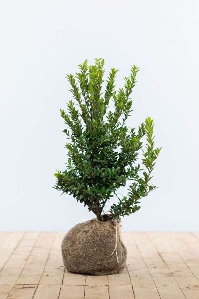 Ilex maximowicziana 'Kanehirae' 40-60 cm Ilex maximowicziana 'Kanehirae' 40-60 cm
