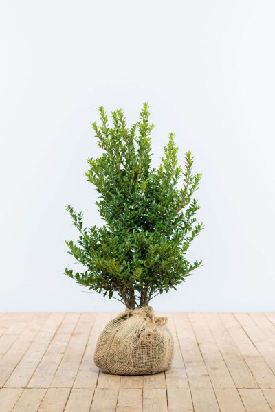 Japanische Stechpalme / Ilex Maximowicziana Kanehirae 60-80 cm Japanische Stechpalme / Ilex Maximowicziana Kanehirae 60-80 cm