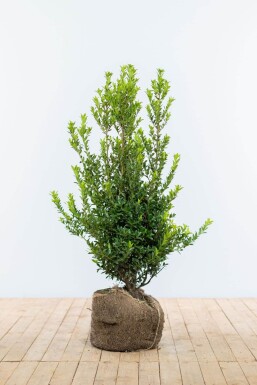 Japanische Stechpalme / Ilex Maximowicziana Kanehirae