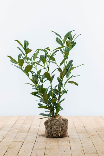 Kirschlorbeer / Prunus Laurocerasus Caucasica 60-80 cm