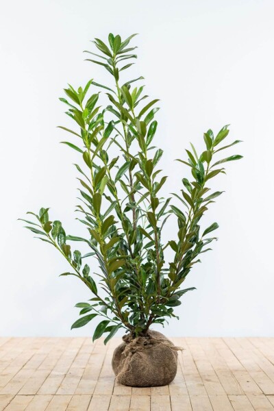 Laurier-palme / Prunus Laurocerasus Caucasica 100-125 cm