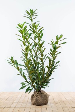 Laurierkers / Prunus Laurocerasus Caucasica 100-125 cm