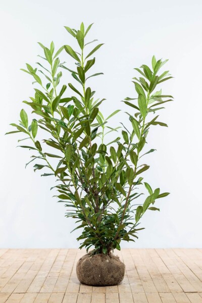 Laurier-palme / Prunus Laurocerasus Caucasica 125-150 cm