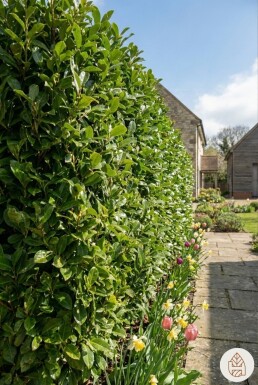 Kirschlorbeer / Prunus Laurocerasus Caucasica 125-150 cm - Ballen