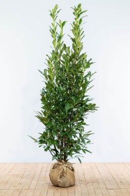 Prunus laurocerasus 'Caucasica' 175-200 cm