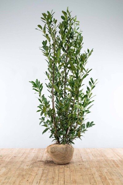 Laurier-palme / Prunus Laurocerasus Caucasica 200-225 cm