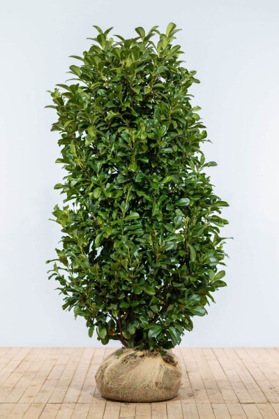 Laurier-cerise / Prunus Laurocerasus Etna 150-175 cm
