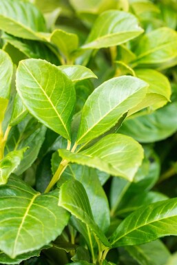 Prunus laurocerasus 'Etna' 150-175 cm - Rotklump