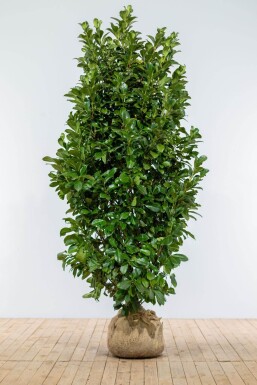 Laurierkers / Prunus Laurocerasus Etna 175-200 cm