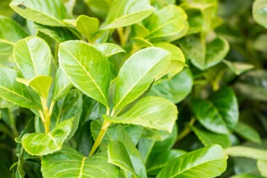 Prunus laurocerasus 'Etna' 175-200 cm - Rodklump