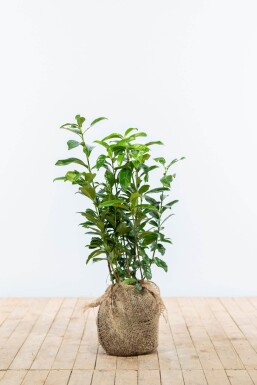 Kirschlorbeer / Prunus Laurocerasus Genolia 60-80 cm