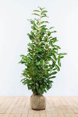 Kirschlorbeer / Prunus Laurocerasus Genolia 80-100 cm