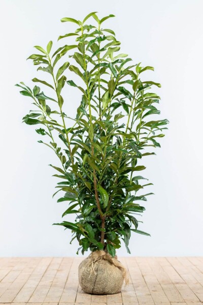 Laurier-cerise / Prunus Laurocerasus Genolia 100-125 cm
