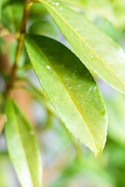 Laurier-cerise / Prunus Laurocerasus Genolia