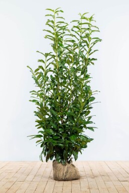 Kirschlorbeer / Prunus Laurocerasus Genolia 125-150 cm