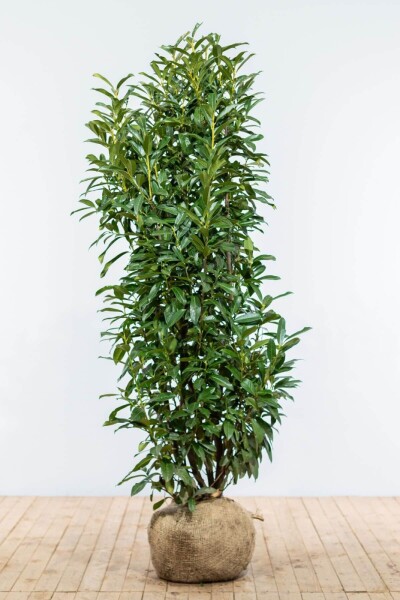 Kirschlorbeer / Prunus Laurocerasus Genolia 150-175 cm Kirschlorbeer / Prunus Laurocerasus Genolia 150-175 cm