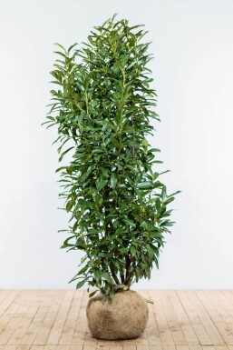 Kirschlorbeer / Prunus Laurocerasus Genolia 150-175 cm