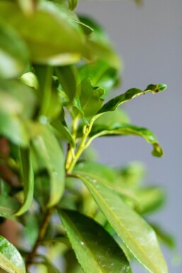 Kirschlorbeer / Prunus Laurocerasus Genolia 150-175 cm