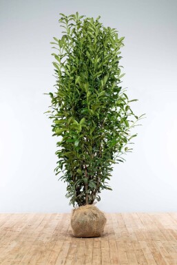 Kirschlorbeer / Prunus Laurocerasus Genolia 200-225 cm