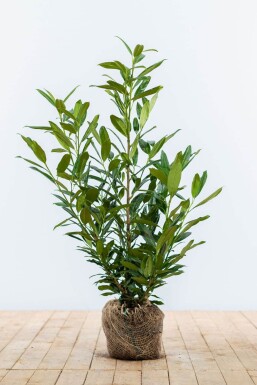 Prunus laurocerasus 'Herbergii' 60-80 cm