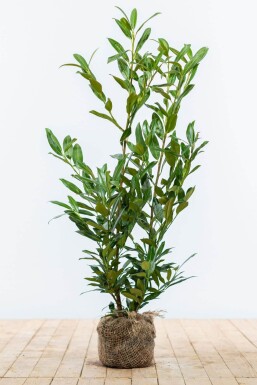 Laurierkers / Prunus Laurocerasus Herbergii 80-100 cm
