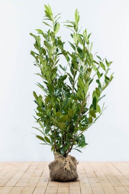 Laurierkers / Prunus Laurocerasus Herbergii 100-125 cm