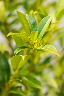 Laurierkers / Prunus Laurocerasus Herbergii 100-125 cm
