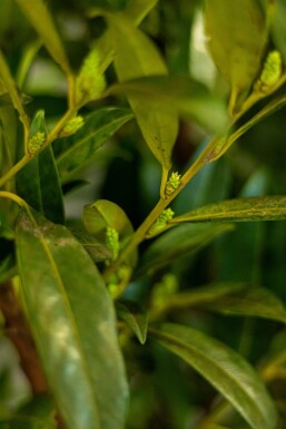 Laurier-palme / Prunus Laurocerasus Herbergii