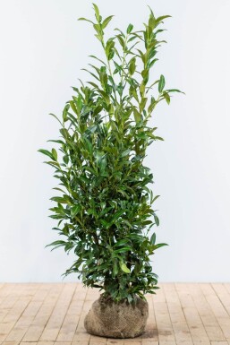 Prunus laurocerasus 'Herbergii' 125-150 cm