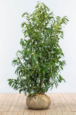 Prunus laurocerasus 'Herbergii' 150-175 cm