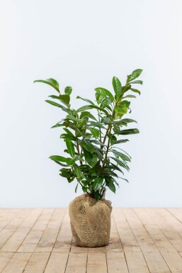 Prunus laurocerasus 'Novita' 60-80 cm