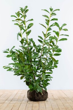 Prunus laurocerasus 'Novita' 100-125 cm