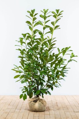 Prunus laurocerasus 'Novita' 125-150 cm